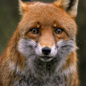 fox, red fox, canine-8318961.jpg